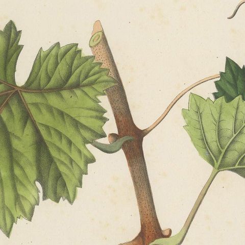 Rare Original Antique Lithograph of the Grenache Alicante Grape Variety, 1890, close-up 1