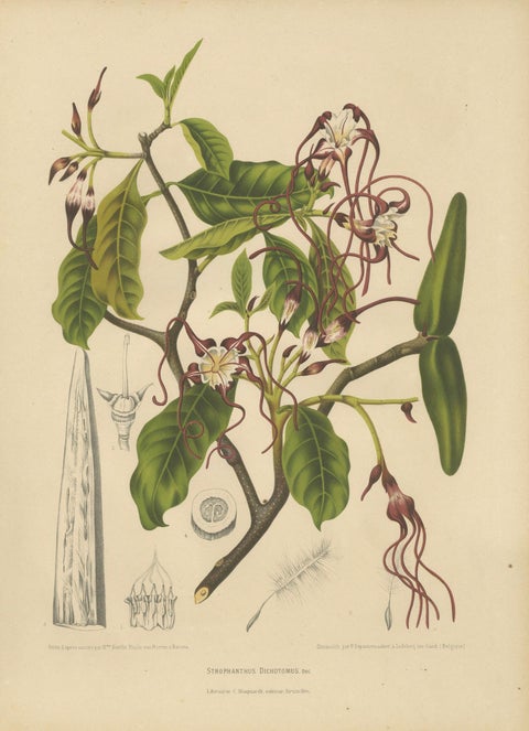 Original Antique Botanical Chromolithograph of Poison Arrow Vine, c.1880, close-up 5