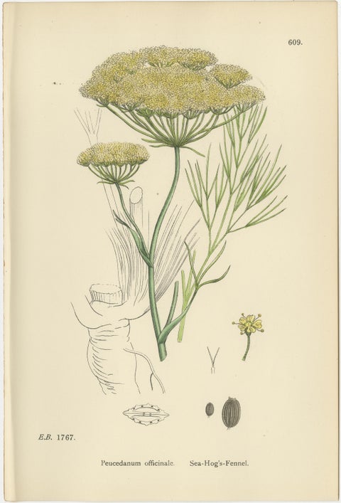 Antique Herb Botanical Prints, Soft Green Palette, Set of Four c.1902, view 5
