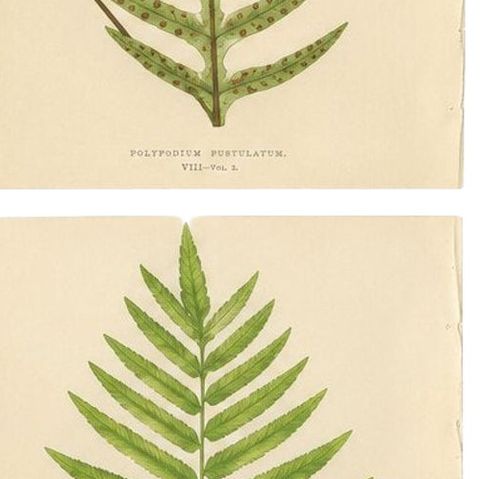 Victorian Exotic Fern Lithograph Portfolio by E.J. Lowe, 1856, Set of 6, close-up 1