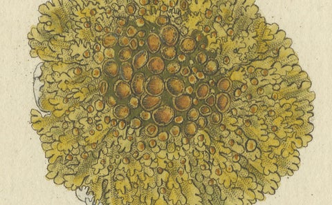 Engraving of Common Orange Lichen, Parmelia parietina, Published in 1819, close-up 3