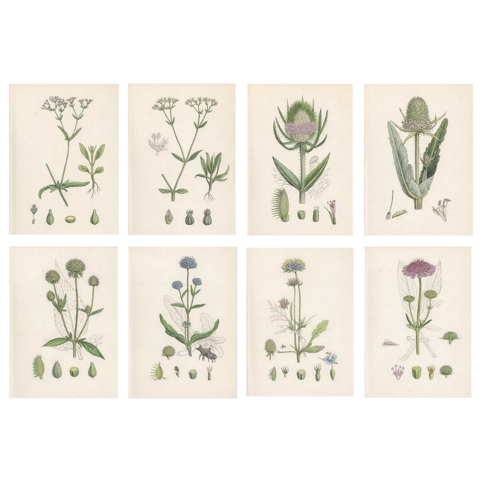 Set of 8 English Botanical Prints 1902, Teasel & Scabious, Sowerby