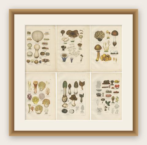 Set of 6 Antique Mycology Prints of the Common Stinkhorn & Other Mushrooms, 1875, shown framed