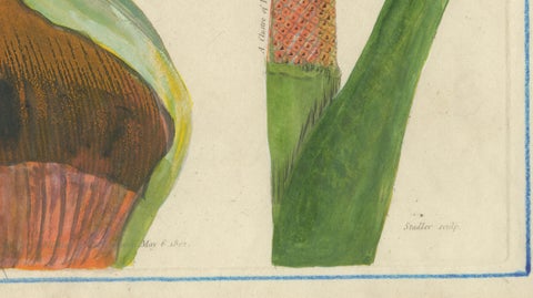 Dragon Arum, Poisonous Plant Botanical Engraving, Thornton, 1802, close-up 3