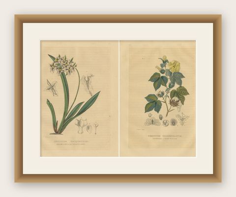 Orchid & Cotton Elegance: A Botanical Legacy in Bloom, Old Engravings of 1845, shown framed