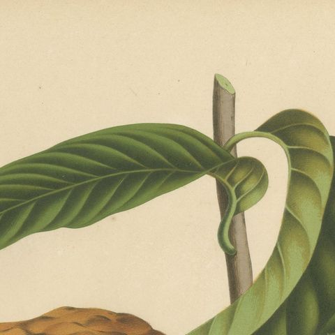 Antique Bullock's Heart Botanical Chromolithograph by Hoola van Nooten, c. 1880, close-up 4