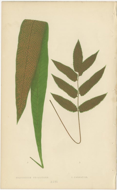 Antique Victorian Fern Botanical Prints, Polypodium Decorative Study Set 1856, view 4