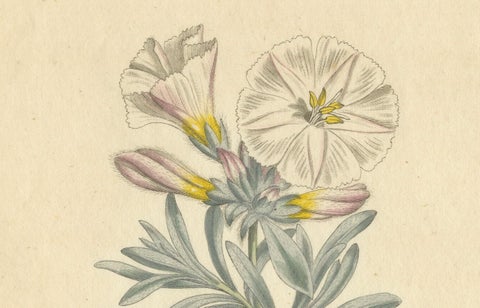 Antique Botanical Engraving of Silverbush, Rare 1799 Floral Print by Curtis, close-up 3