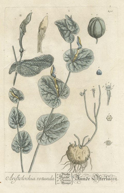 Antique Botanical Print of Aristolochia Rotunda, view 3