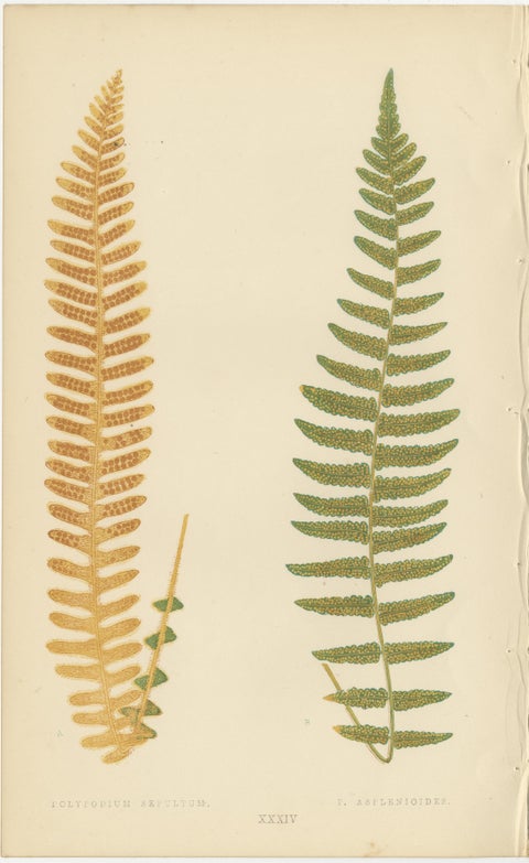 Antique Victorian Fern Botanical Prints Set, Polypodium Studies Wall Art 1856, view 9