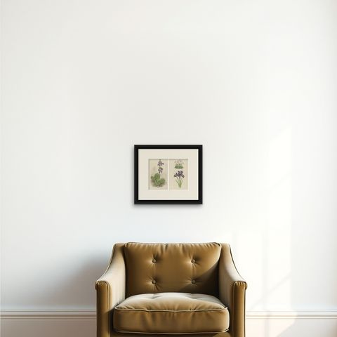 Alpine Botanical Lithograph Pair of Iris and Pyrenean Dead-nettle, 1874, shown framed on a wall, true to size