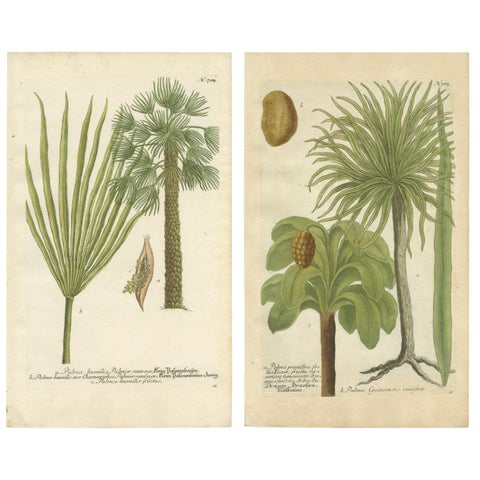 Set of 2 Botany Prints of the European Fan Palm and Copernicia Prunifera, c.1740