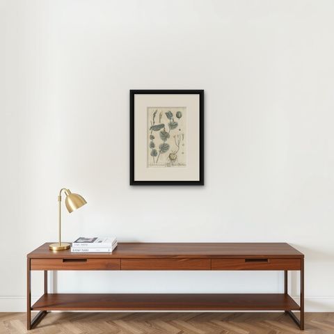 Antique Botanical Print of Aristolochia Rotunda, shown framed on a wall, true to size