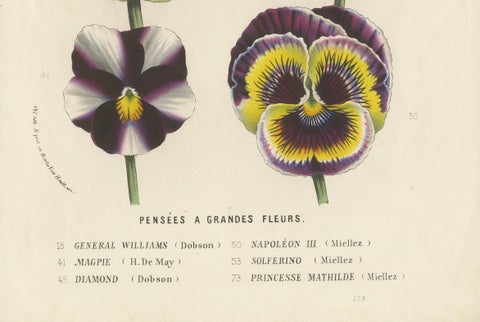 Large-Flowered Pansies Botanical Illustration by Louis van Houtte, 19th Century, close-up 3