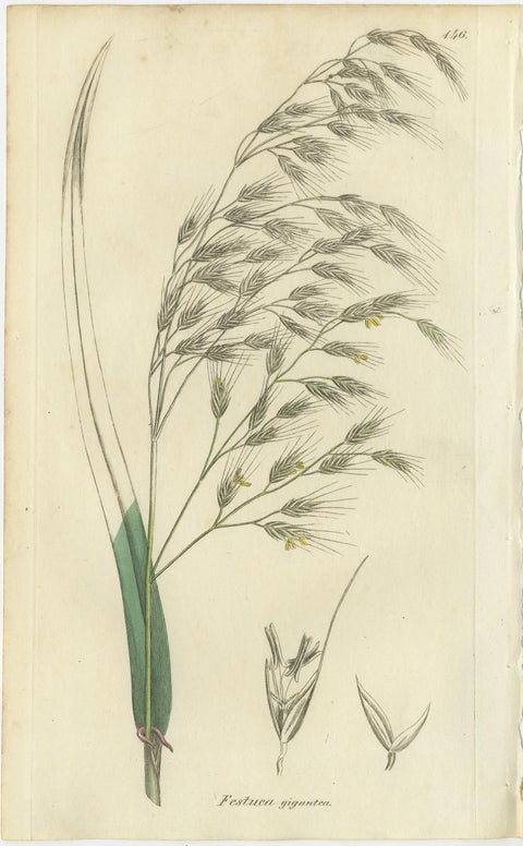 Set of 8 Antique Botanical Engravings of Festuca & Brome Grasses, c.1830, view 3