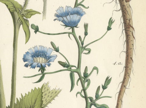 Hand-Colored Botanical Lithograph of Teasel and Chicory, Calwer, 1854, close-up 2