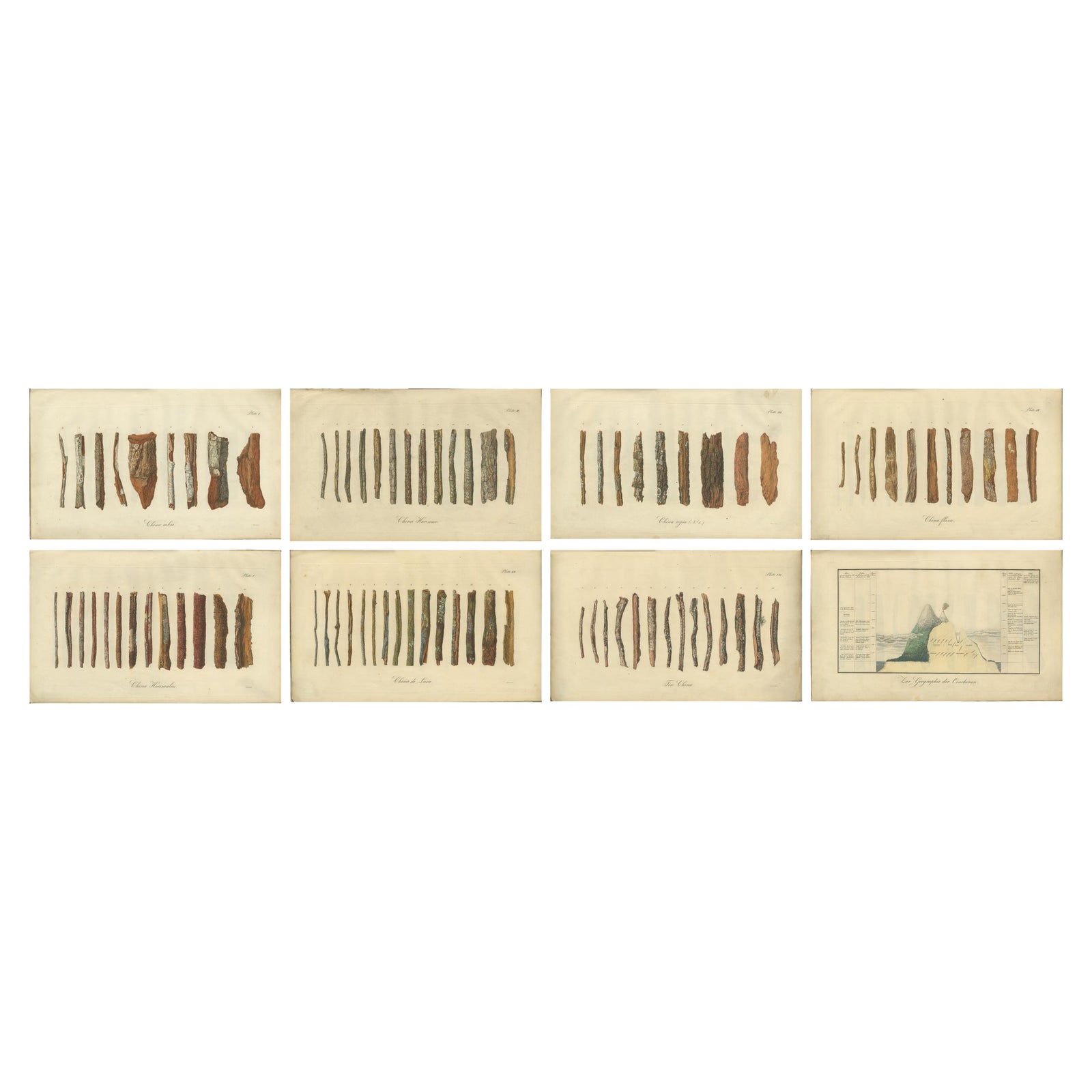 Cinchona Bark Varieties: A Rare Hand-Colored Illustrated Botanical Atlas (1826)