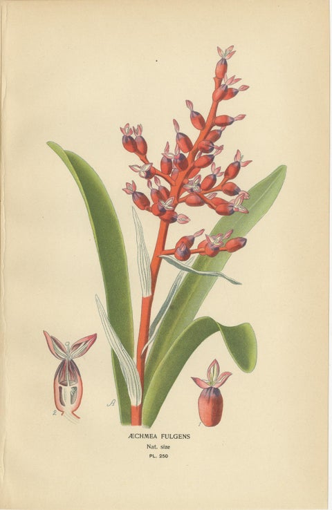 Antique Orchid & Bromeliad Chromolithographs 1897, Karatas, Aechmea, Billbergia, view 3