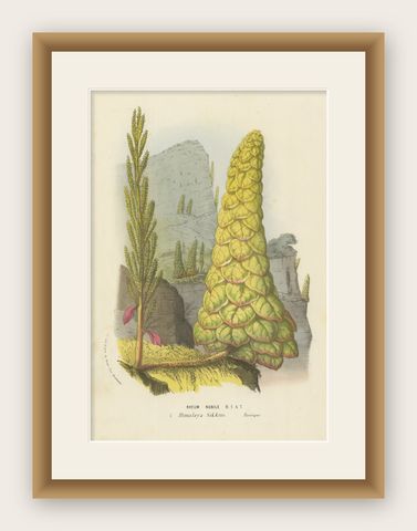 Noble Rhubarb Botanical Illustration by Louis van Houtte, 19th Century, shown framed
