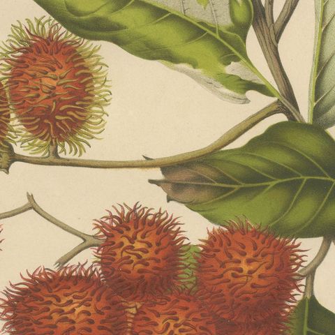 Original Antique Rambutan Botanical Chromolithograph by Hoola van Nooten, c.1880, close-up 6