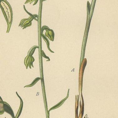 Epipactis Spectrum: A Botanical Study from 1904, close-up 2