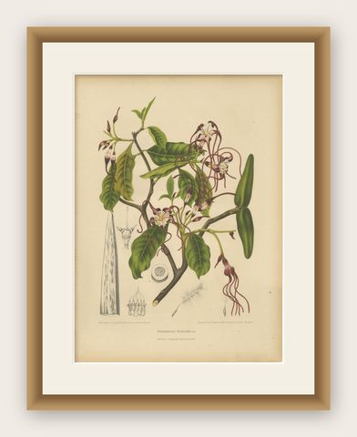 Original Antique Botanical Chromolithograph of Poison Arrow Vine, c.1880, shown framed