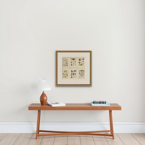 Set of 6 Antique Mycology Prints of the Common Stinkhorn & Other Mushrooms, 1875, shown framed on a wall, true to size