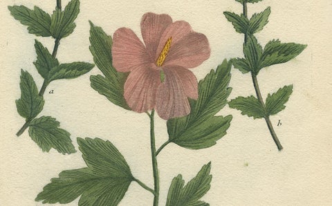 Antique Botanical Engraving of Tree Mallow Flowers, Weinmann, 1737, close-up 3