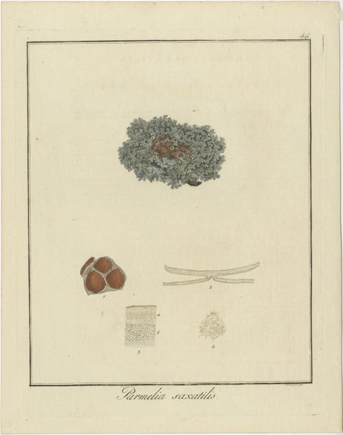 Hand-Colored Engraving of Shield Lichen, Parmelia saxatilis, by F. Guimpel, 1819, view 2