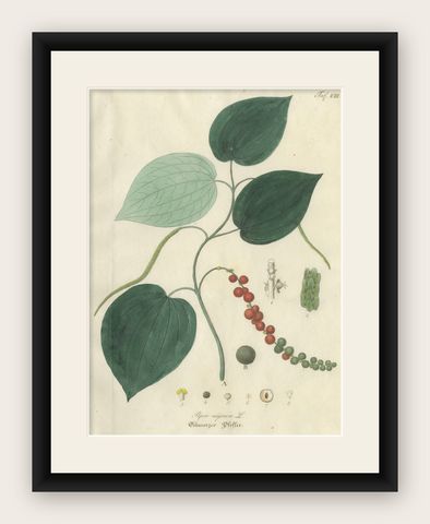Antique Black Pepper Botanical Print, Piper Nigrum, Hand Colored, c.1831, shown framed