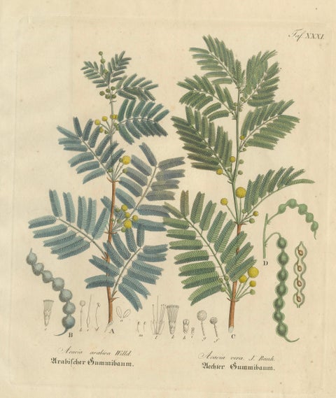 Antique Gum Arabic Botanical Print, Acacia Arabica & Acacia Vera, c.1831, close-up 1