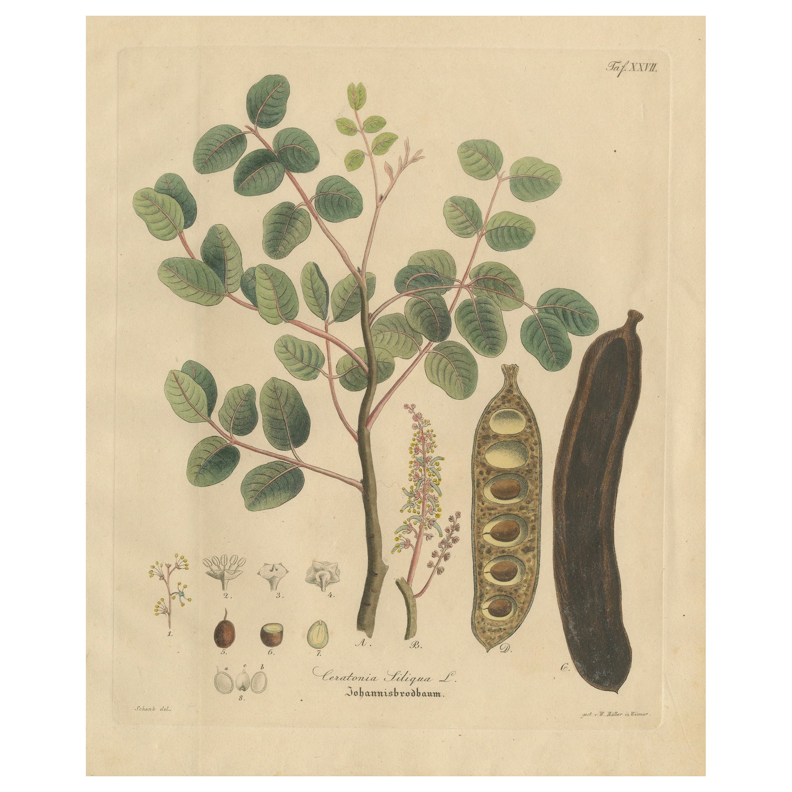 Antique Carob Botanical Print, Ceratonia Siliqua, Hand Colored, c.1831