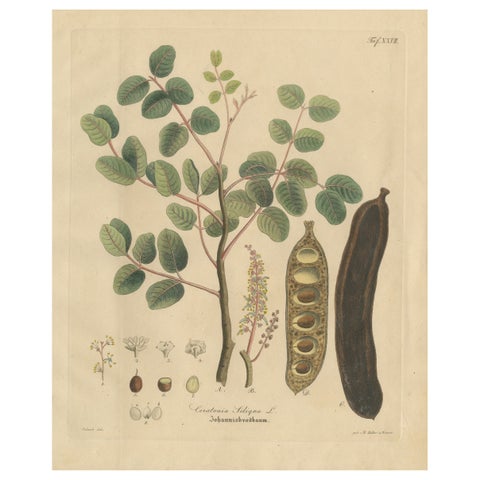 Antique Carob Botanical Print, Ceratonia Siliqua, Hand Colored, c.1831