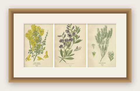 Blossoms of Elegance: A Triptych of 1896 Botanical Art, shown framed