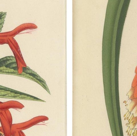 Vivid Visions: Roezl's Sage and Red Hot Poker in Botanical Art, circa 1875, close-up 2