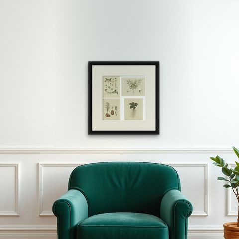 Set of 4 Antique Prints of Various Plants by Jacquin, 'c.1790', shown framed on a wall, true to size