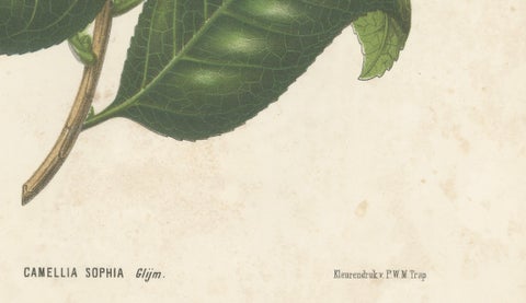 Antique Botanical Lithograph, Camellia Sophia, de Vriese, 1856, close-up 5
