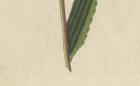 Purple Coneflower Echinacea, Antique Bertuch Print, circa 1810, close-up 2