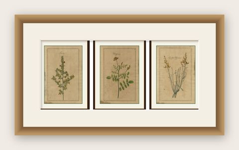 Decorative Set of 3 Antique Botanical Prints, Wildflowers of Leipzig 1690s, shown framed