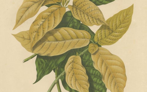 Original Antique Botanical Chromolithograph of White Birdcatcher Tree, c. 1880, close-up 2