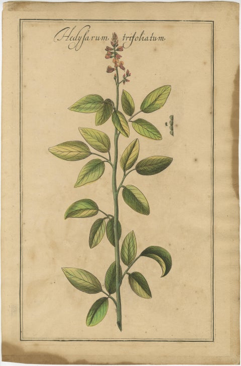 Rare Set of Botanical Engravings, Lotus, Lathyrus & Hedysarum, ca.1690, view 5
