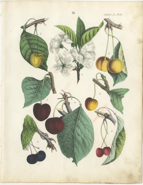 Antique Cherry Botanical Chromolithographs, Set of Four, Calwer 1854, view 3