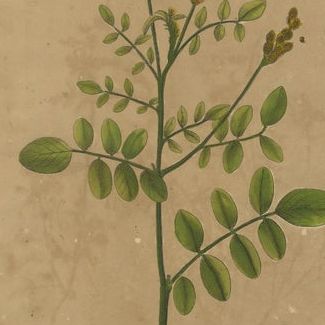 Decorative Set of 3 Antique Botanical Prints, Wildflowers of Leipzig 1690s, close-up 1