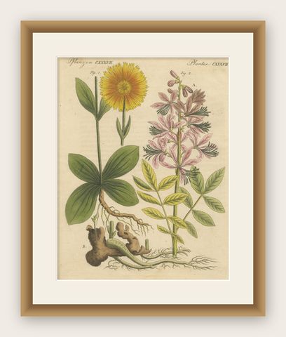 Antique Botanical Engraving, Yellow Flower & Pink Bladder Senna, Pflanzen CXXXV, shown framed