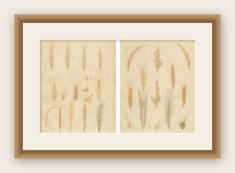 Antique Grain Studies, Wheat Varieties Botanical Lithographs, Calwer 1852, shown framed