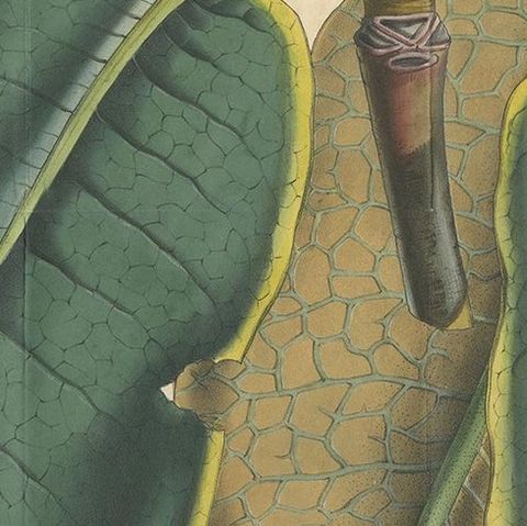Large Antique Botany Print of The Falconer Rhododendron by Van Houtte, 1849, close-up 2