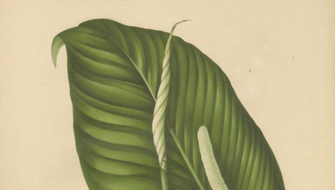Original Antique Peace Lily Botanical Chromolithograph by Hoola van Nooten, 1880, close-up 2