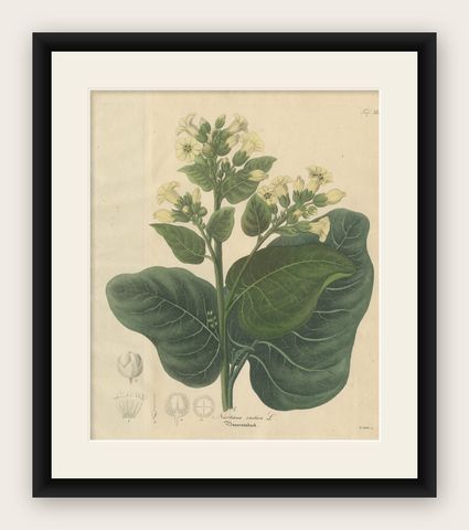 Antique Botanical Print of Nicotiana Rustica, Copper Engraving, c.1831, shown framed