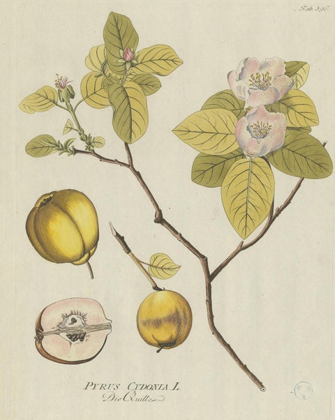 Antique Botany Print of a Quince Tree by Plenck, 'circa 1790', view 2