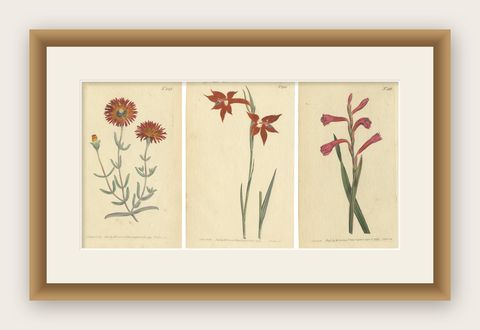 Antique Prints of Red Gladiolus, Purple Gerbera Daisy and Pink Canna Lily, 1799, shown framed